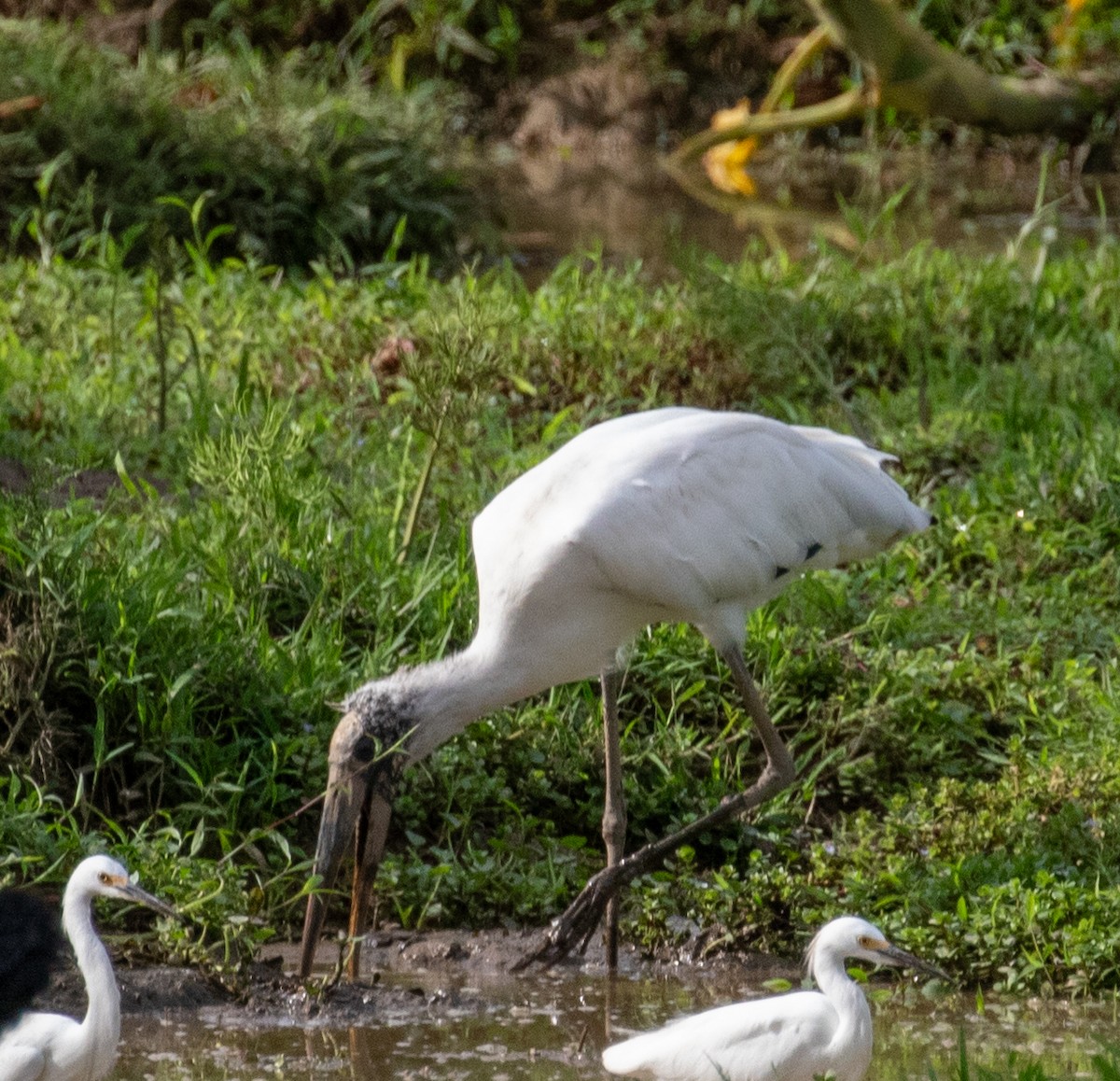 Wood Stork - ML647339579