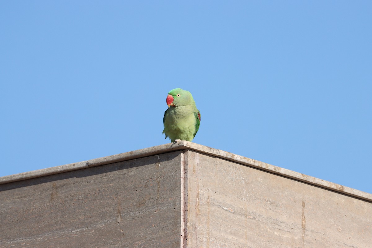 Alexandrine Parakeet - ML647339580