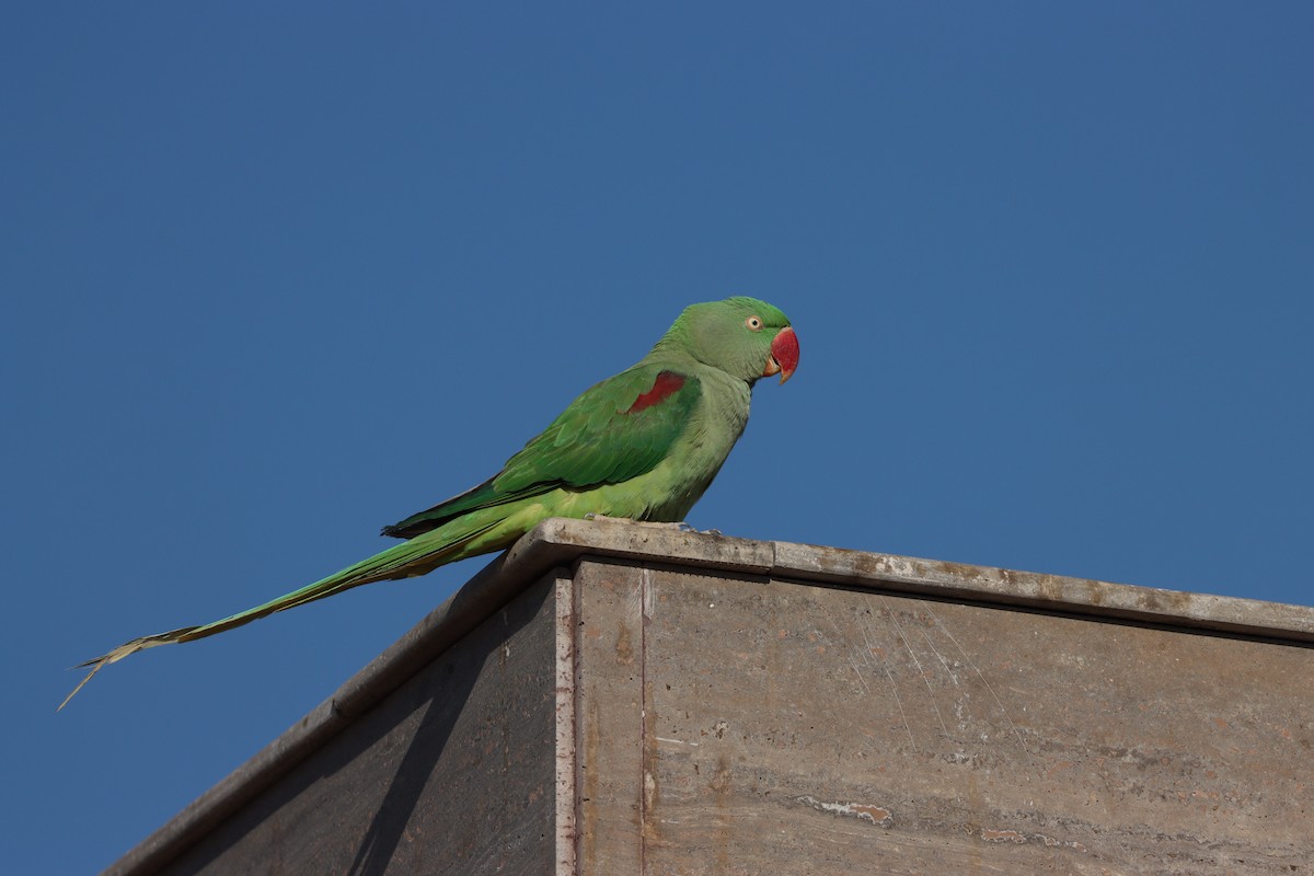 Alexandrine Parakeet - ML647339581
