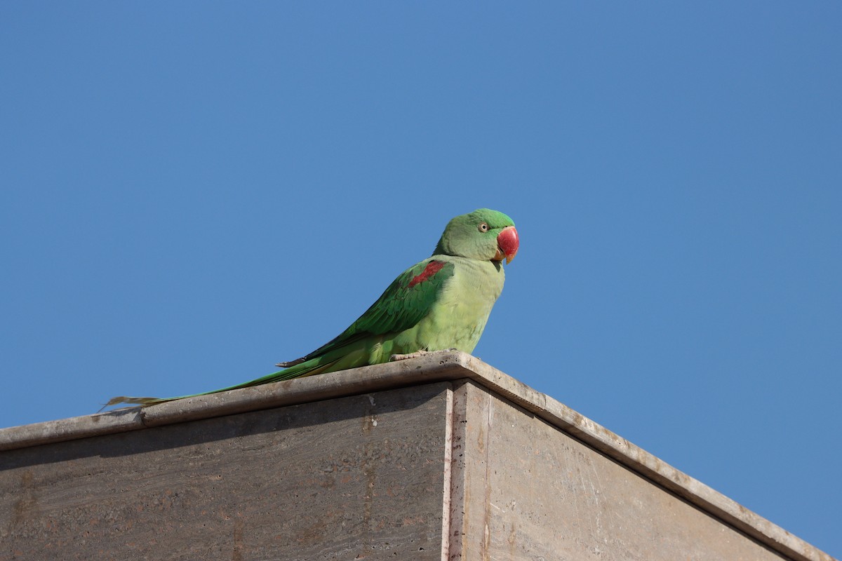 Alexandrine Parakeet - ML647339582