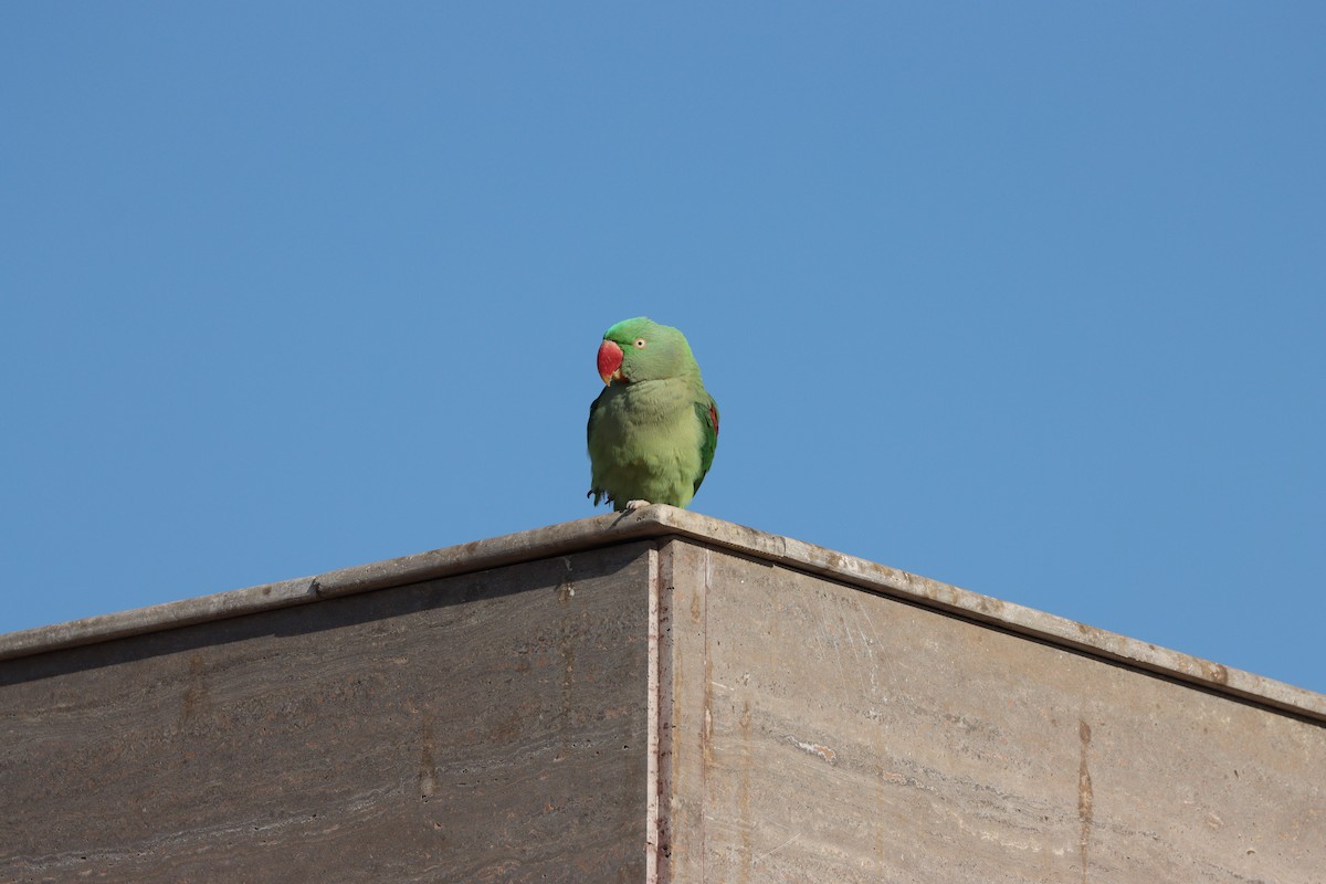 Alexandrine Parakeet - ML647339583