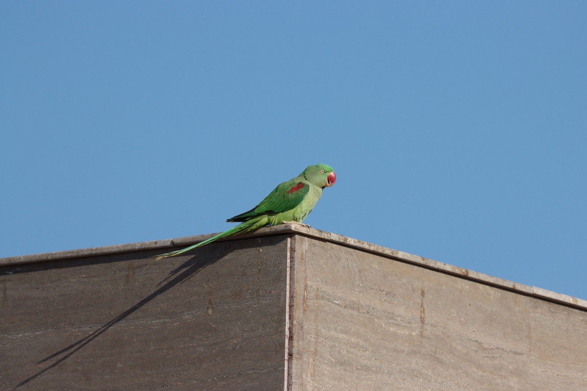 Alexandrine Parakeet - ML647339584