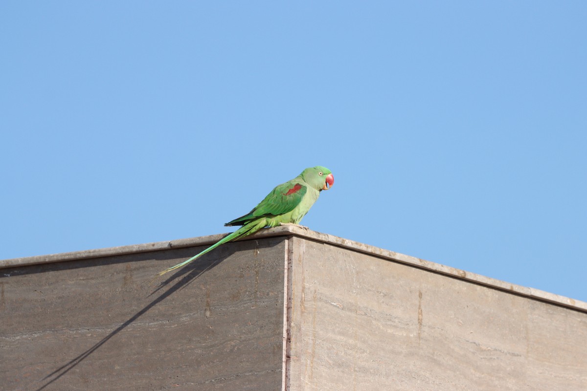 Alexandrine Parakeet - ML647339585