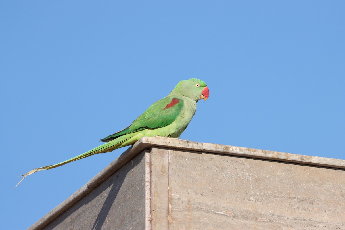 Alexandrine Parakeet - ML647339586