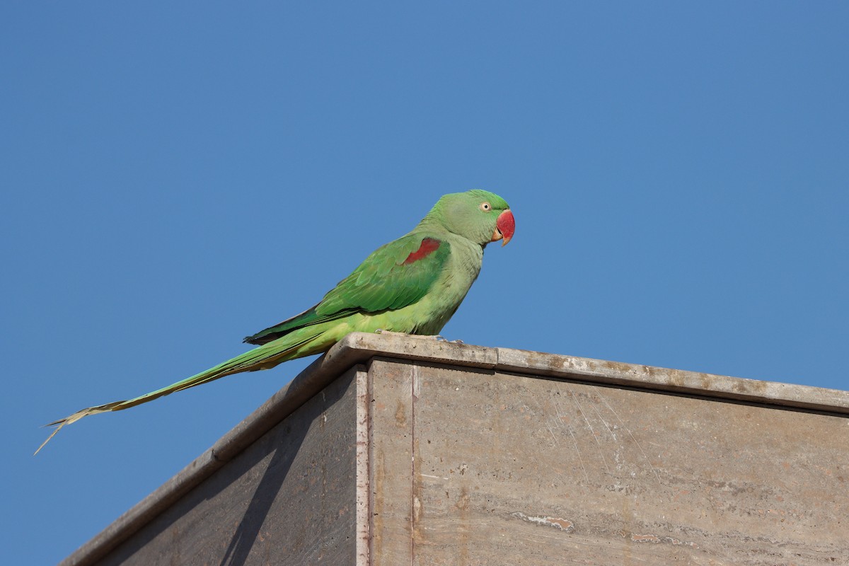 Alexandrine Parakeet - ML647339587