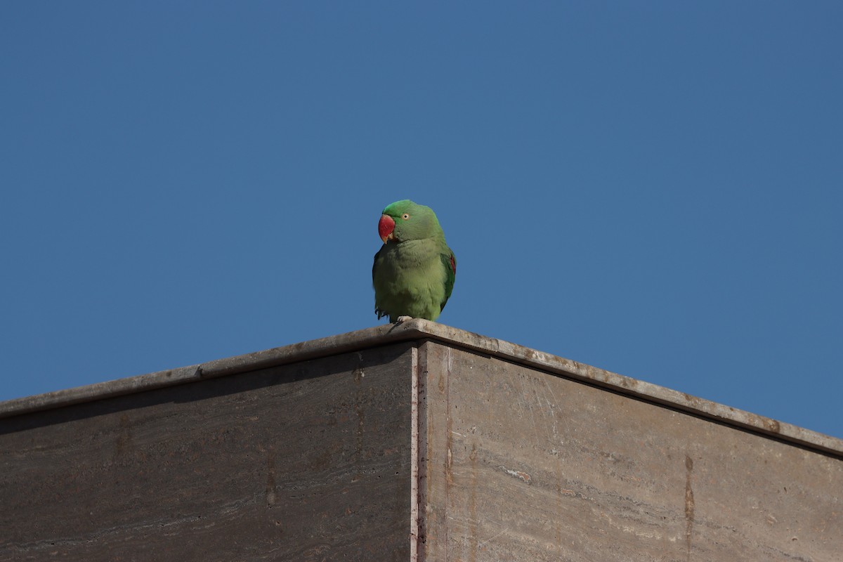 Alexandrine Parakeet - ML647339588