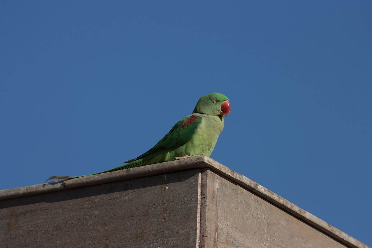 Alexandrine Parakeet - ML647339589