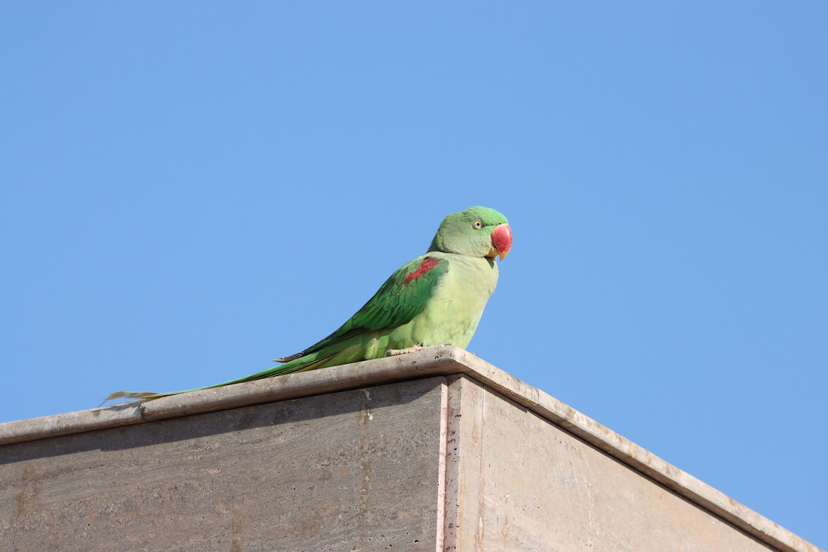 Alexandrine Parakeet - ML647339591