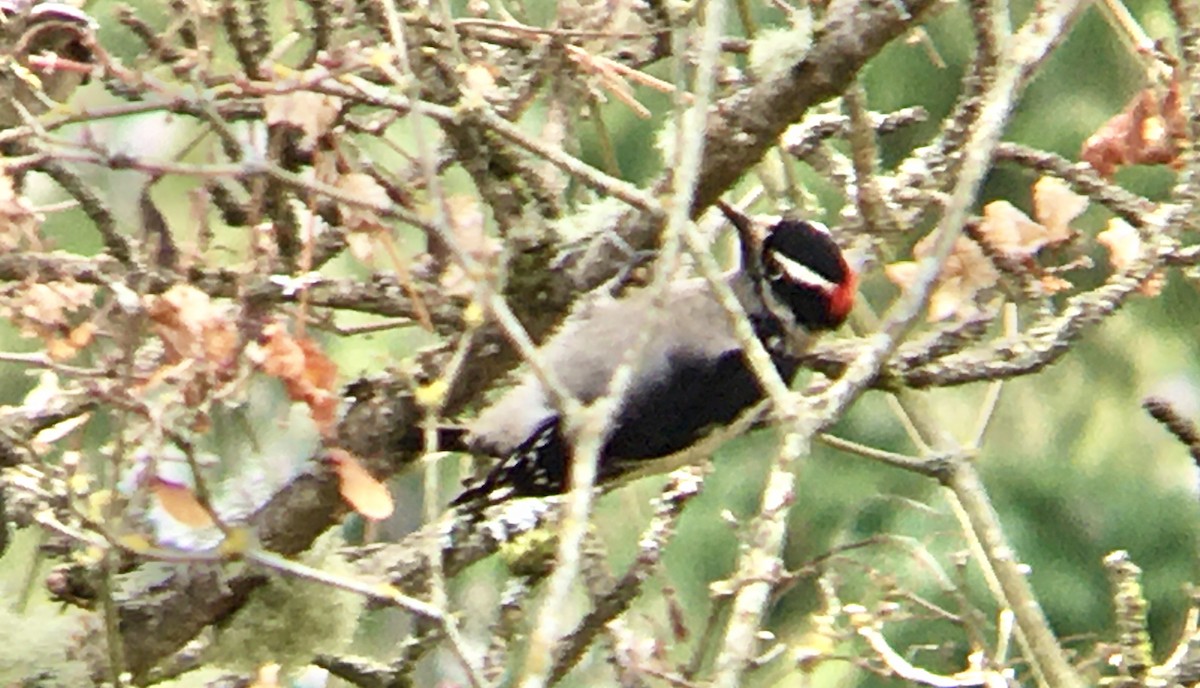 Downy Woodpecker - ML647339593