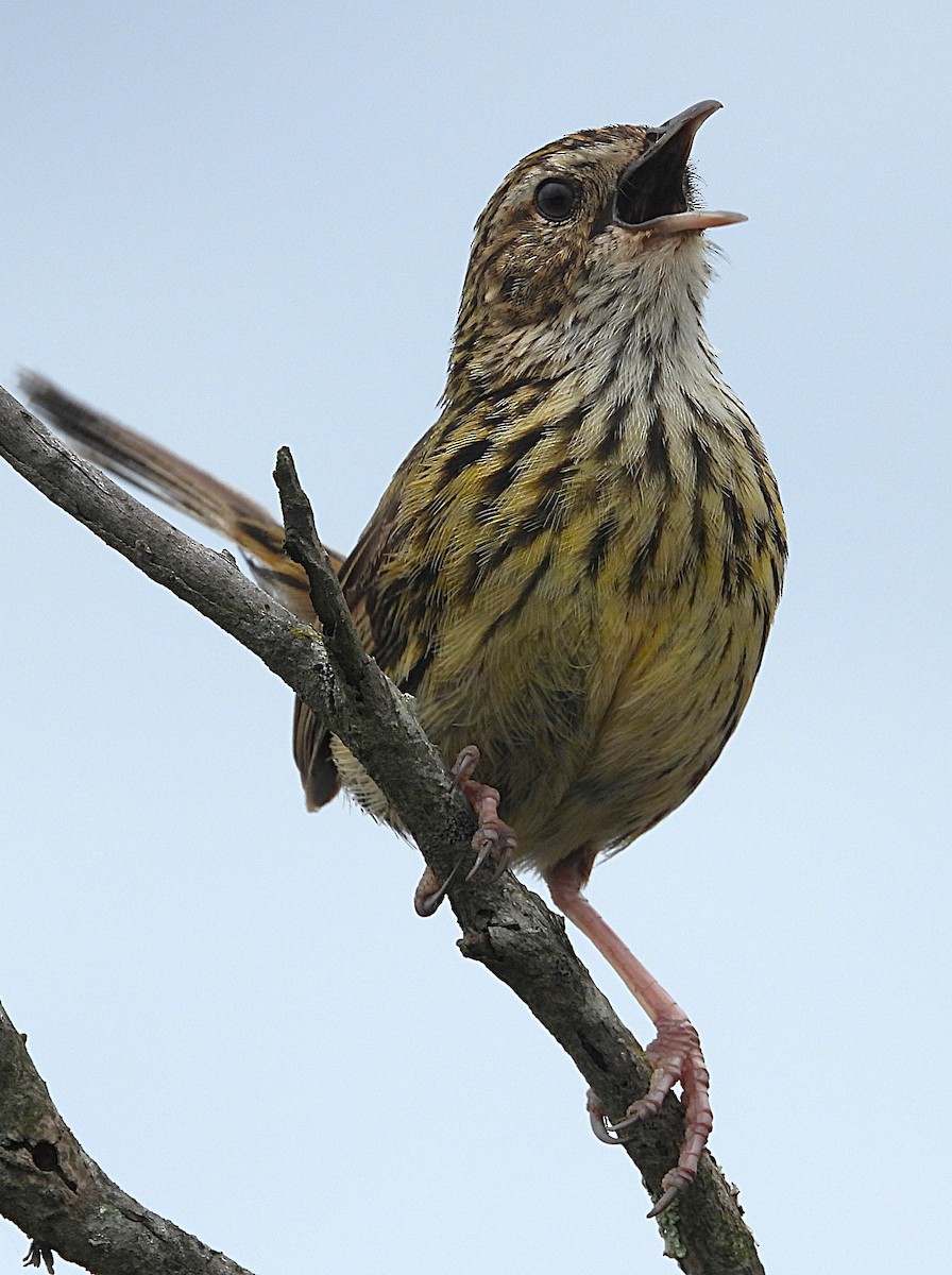 Striated Fieldwren - ML647339594