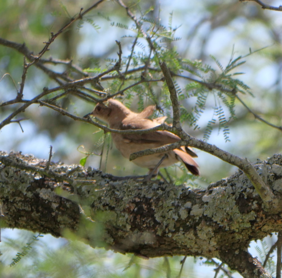 Rufous Hornero - ML647339595