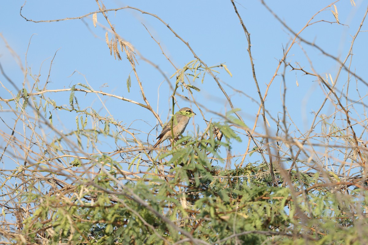 Isabelline Shrike - ML647339597