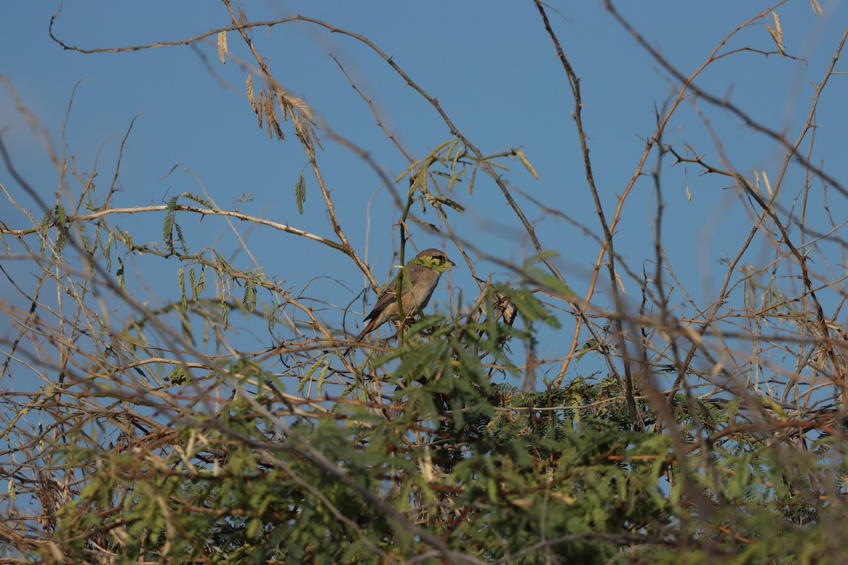 Isabelline Shrike - ML647339598