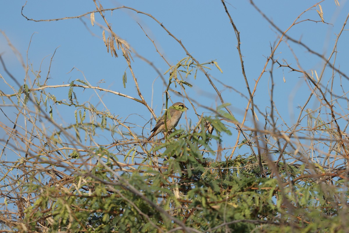 Isabelline Shrike - ML647339599