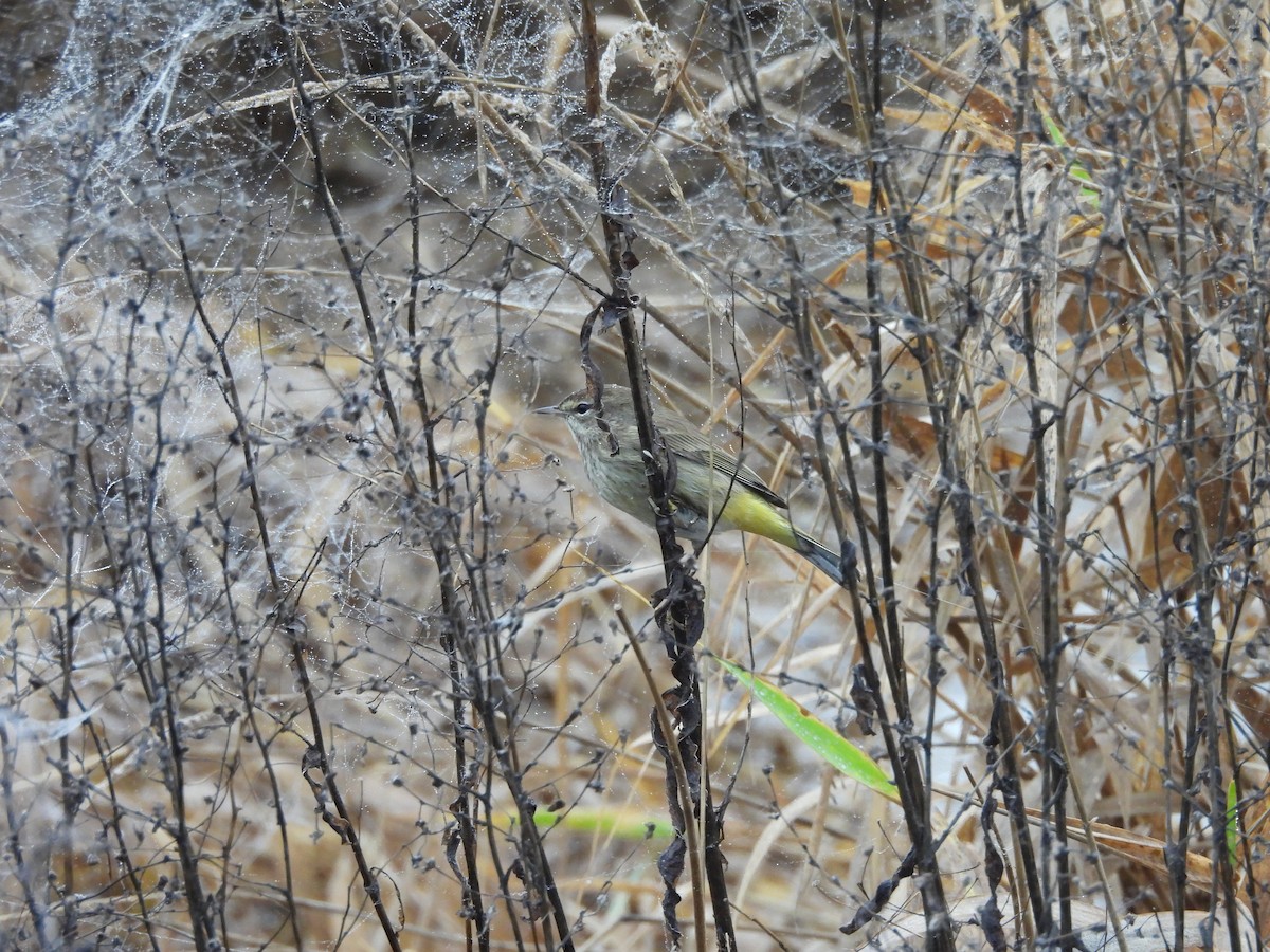 Palm Warbler - ML647339601