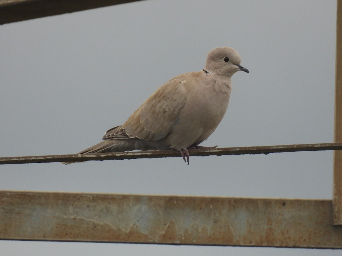 Eurasian Collared-Dove - ML647339604