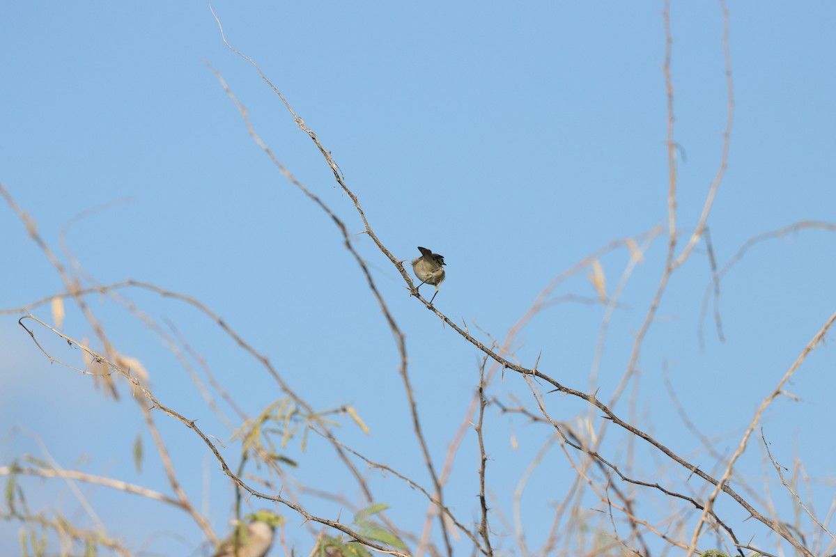 Purple Sunbird - ML647339606