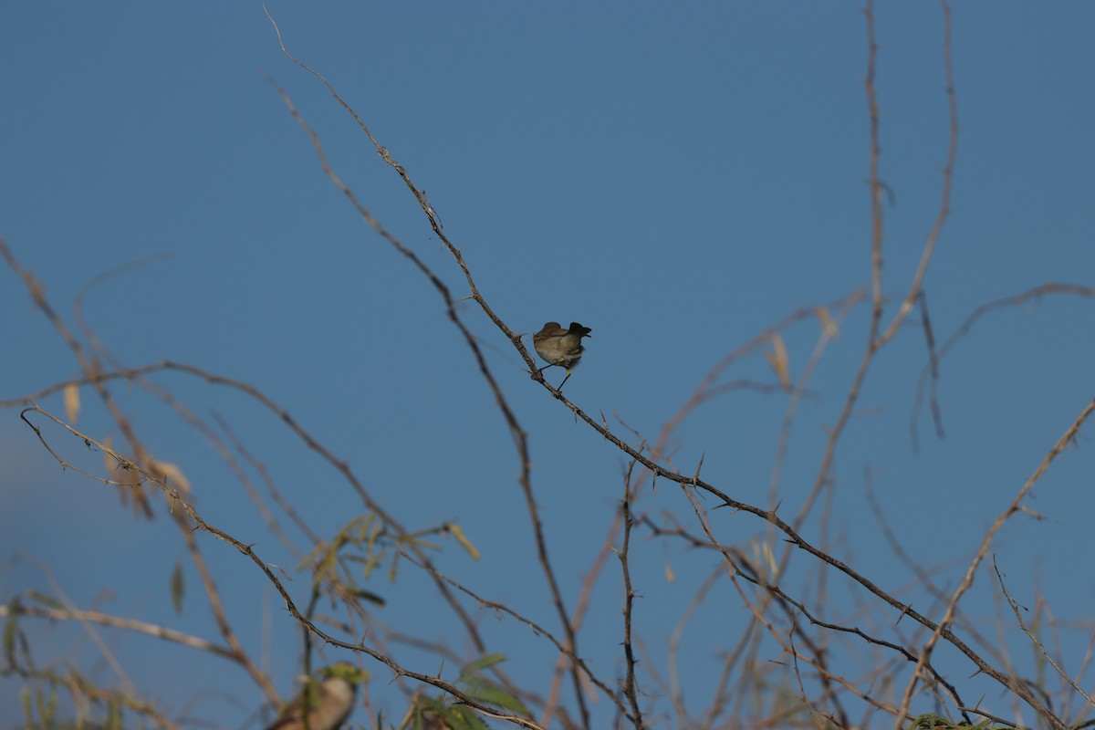 Purple Sunbird - ML647339607