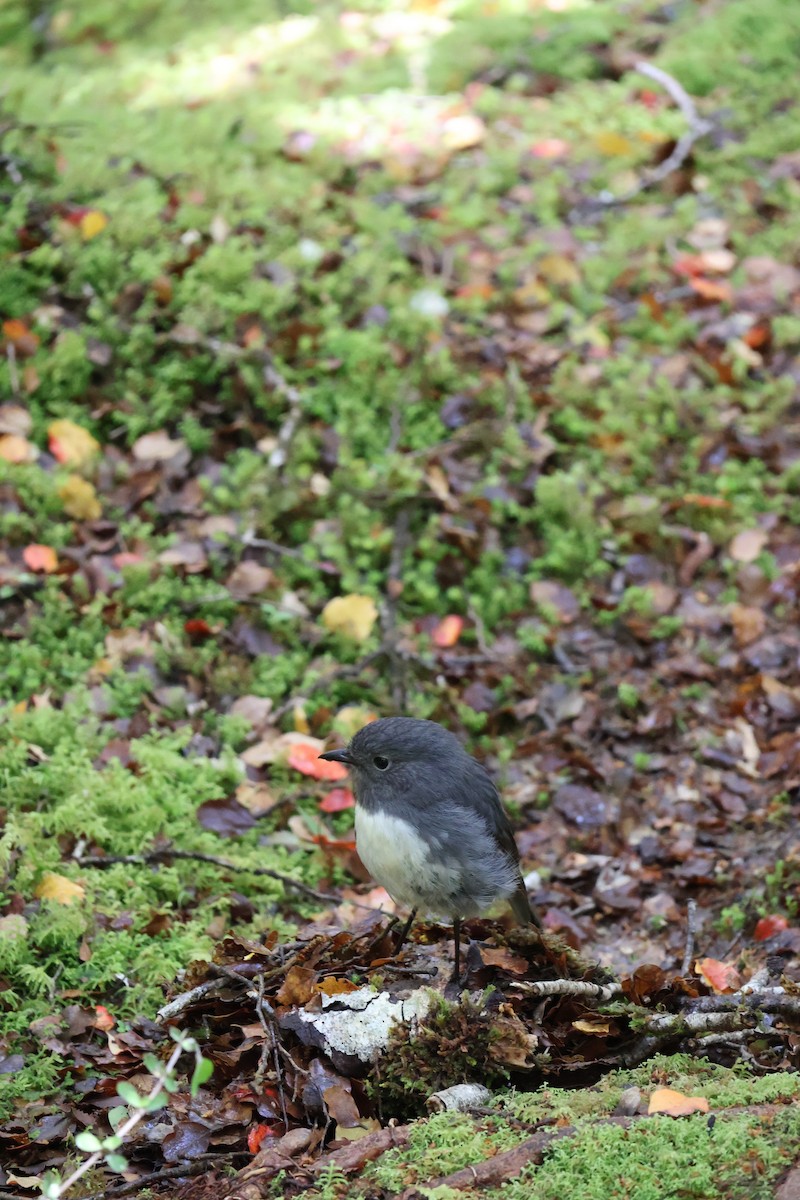 South Island Robin - ML647339608