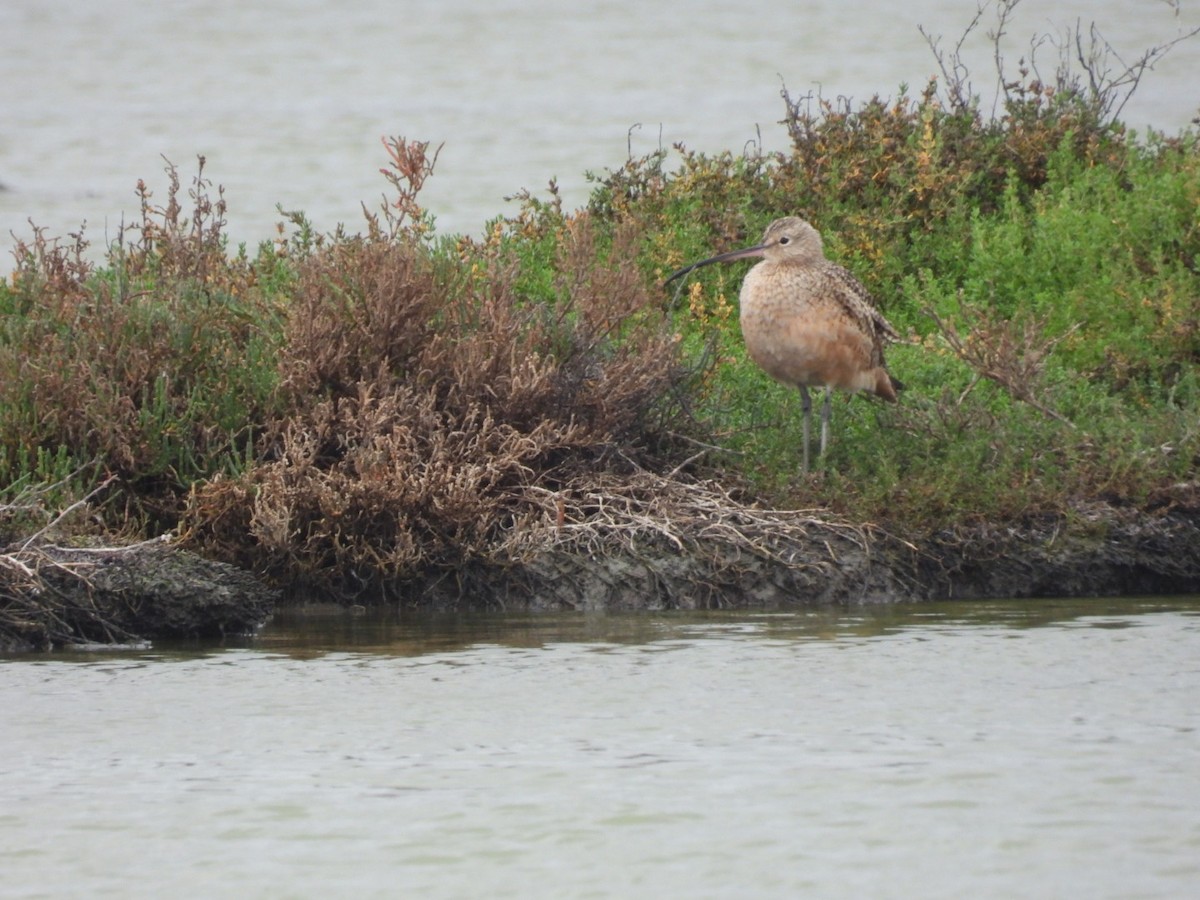 Long-billed Curlew - ML647339610