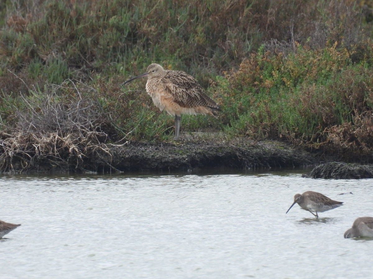 Long-billed Curlew - ML647339611