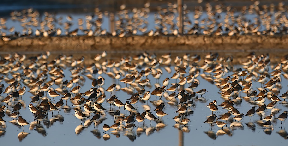 Tibetan Sand-Plover - ML647339633