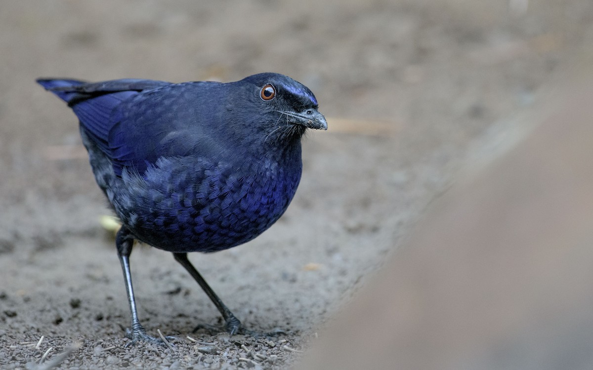 Taiwan Whistling-Thrush - ML647339648