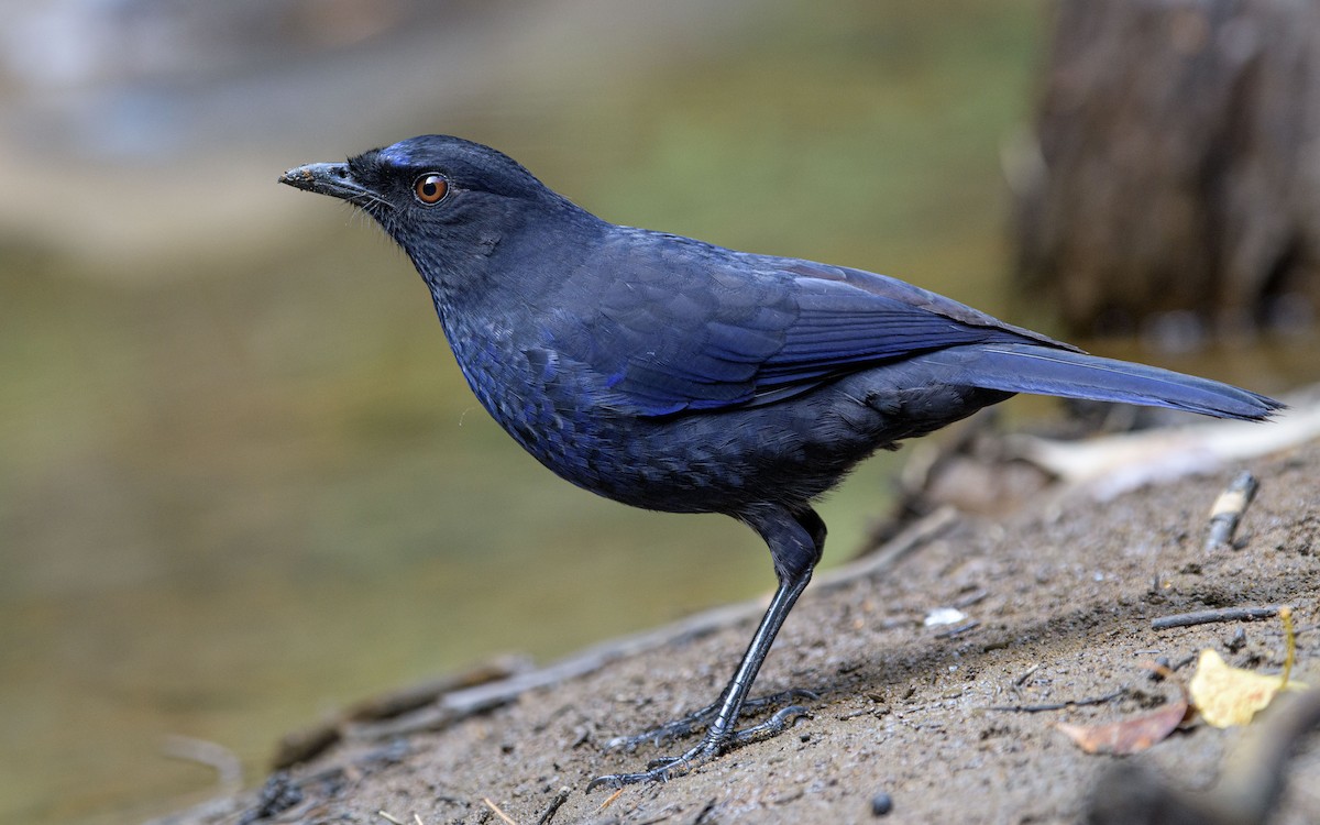 Taiwan Whistling-Thrush - ML647339649
