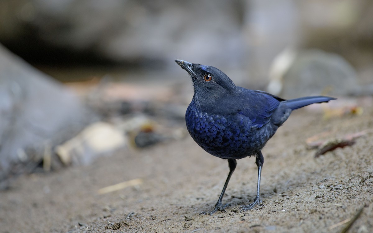 Taiwan Whistling-Thrush - ML647339650