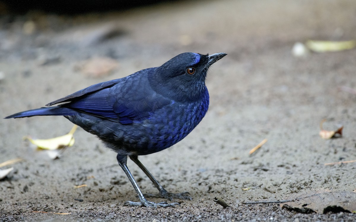 Taiwan Whistling-Thrush - ML647339651