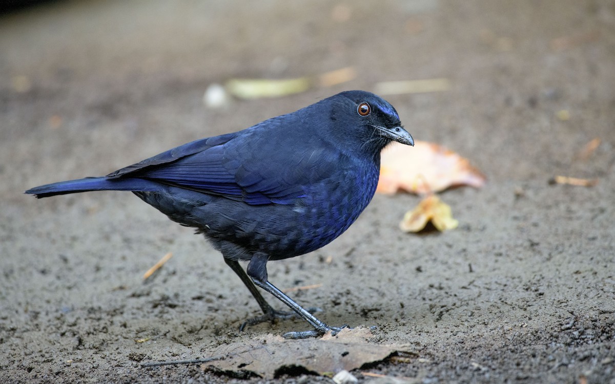 Taiwan Whistling-Thrush - ML647339652