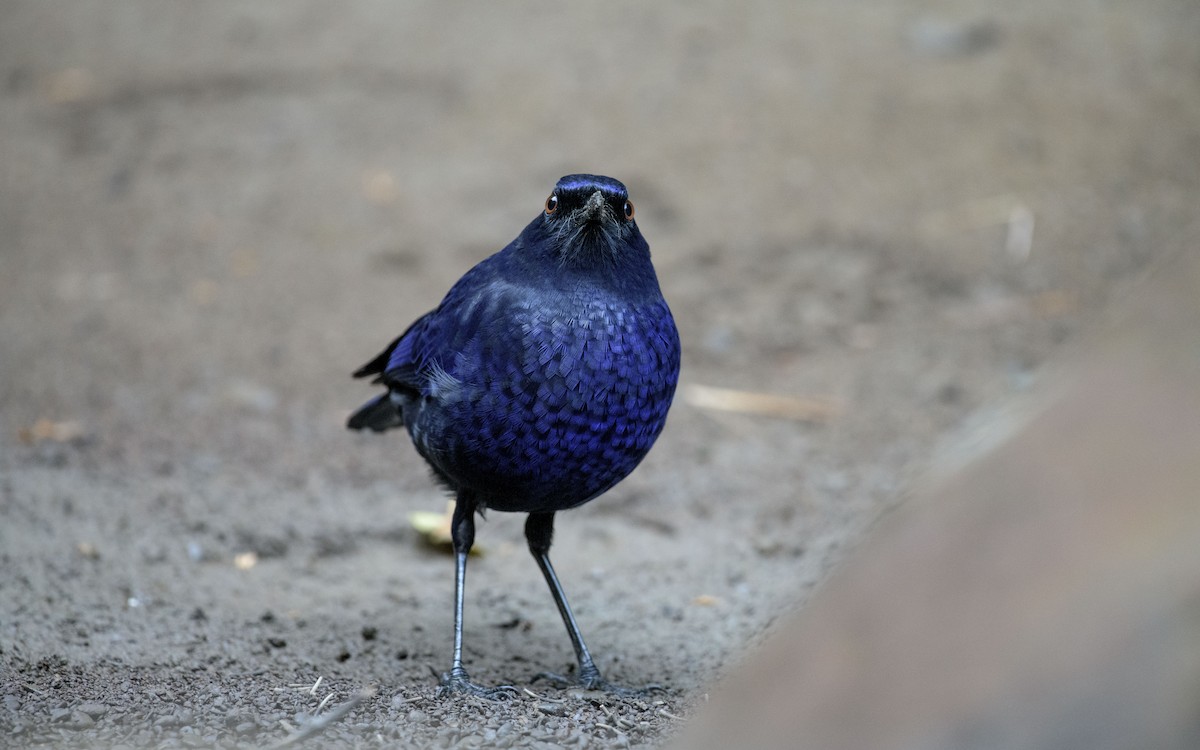 Taiwan Whistling-Thrush - ML647339653