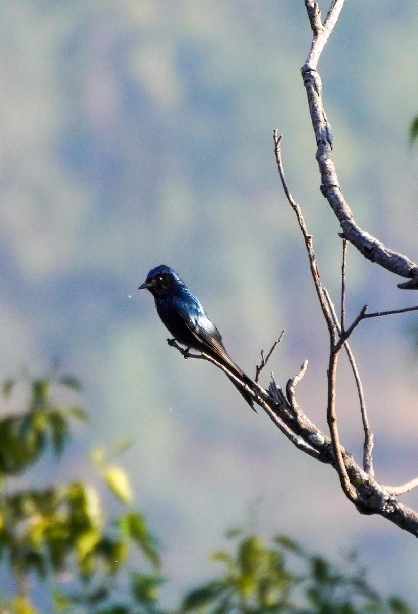 Bronzed Drongo - ML647339668