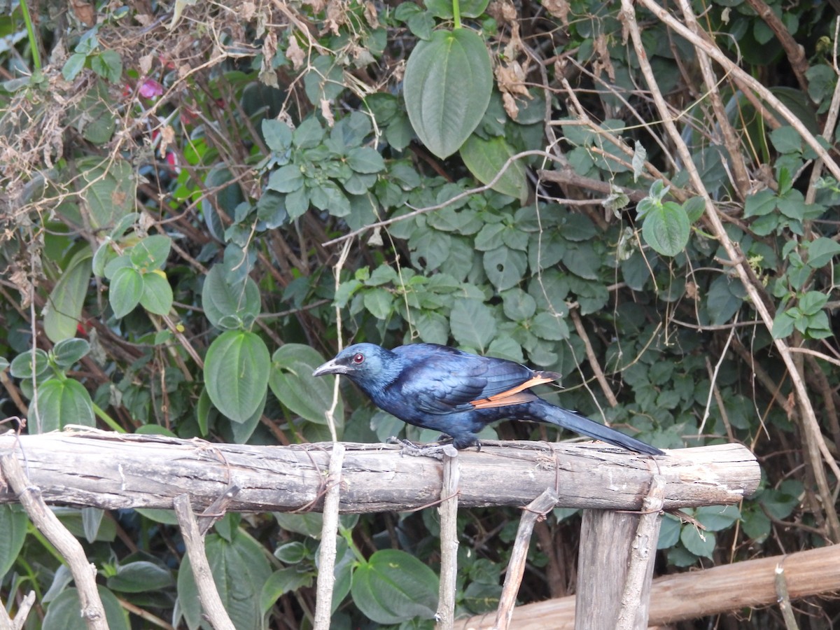 Red-winged Starling - ML647339669