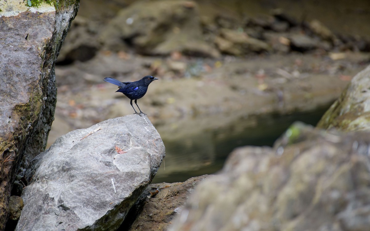 Taiwan Whistling-Thrush - ML647339679