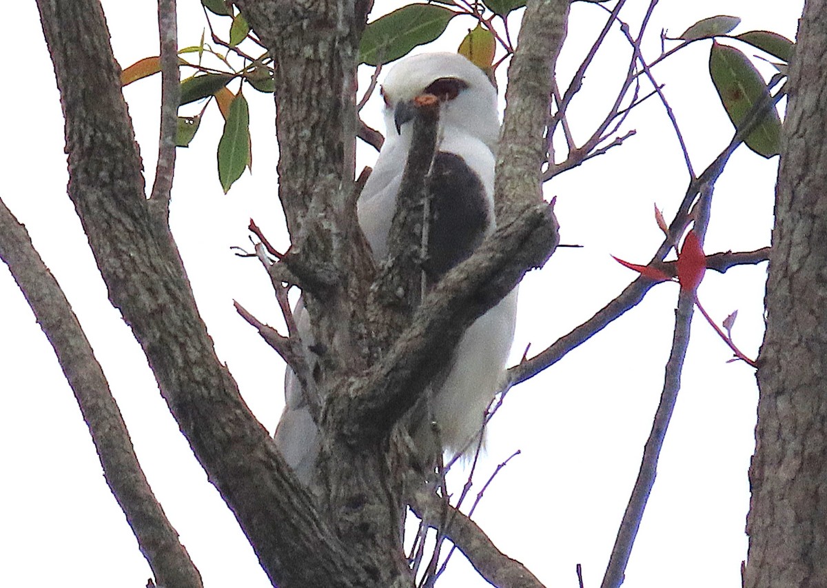 Black-shouldered Kite - ML647339680