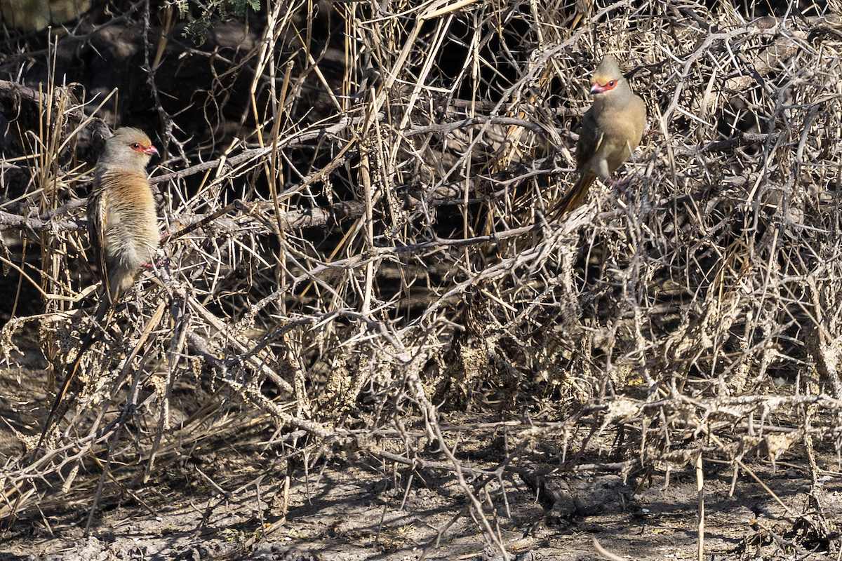 Red-faced Mousebird - ML647339685
