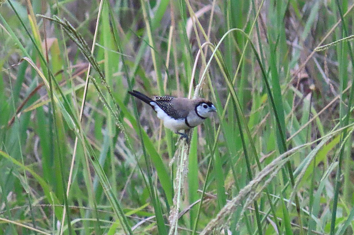 Double-barred Finch - ML647339686