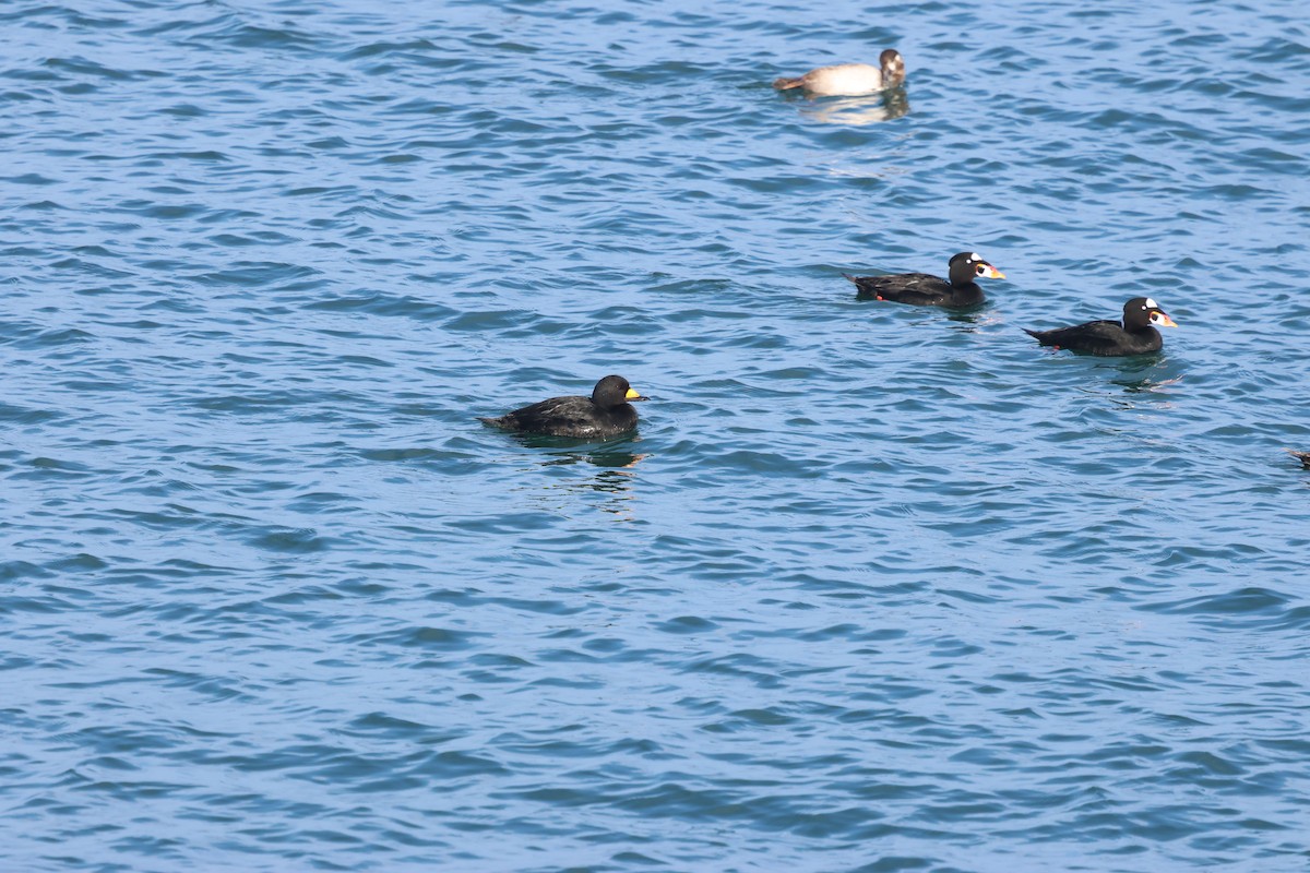 Amerika Kara Ördeği - ML647339688