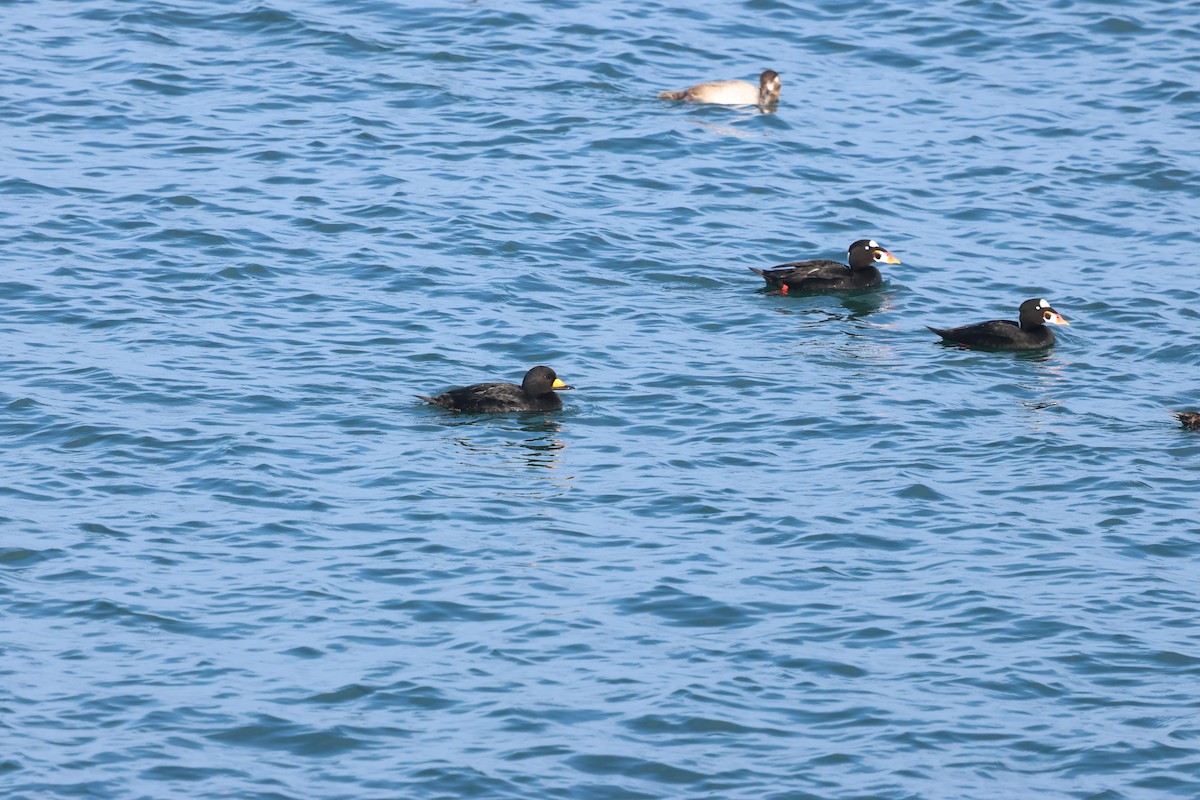 Amerika Kara Ördeği - ML647339689