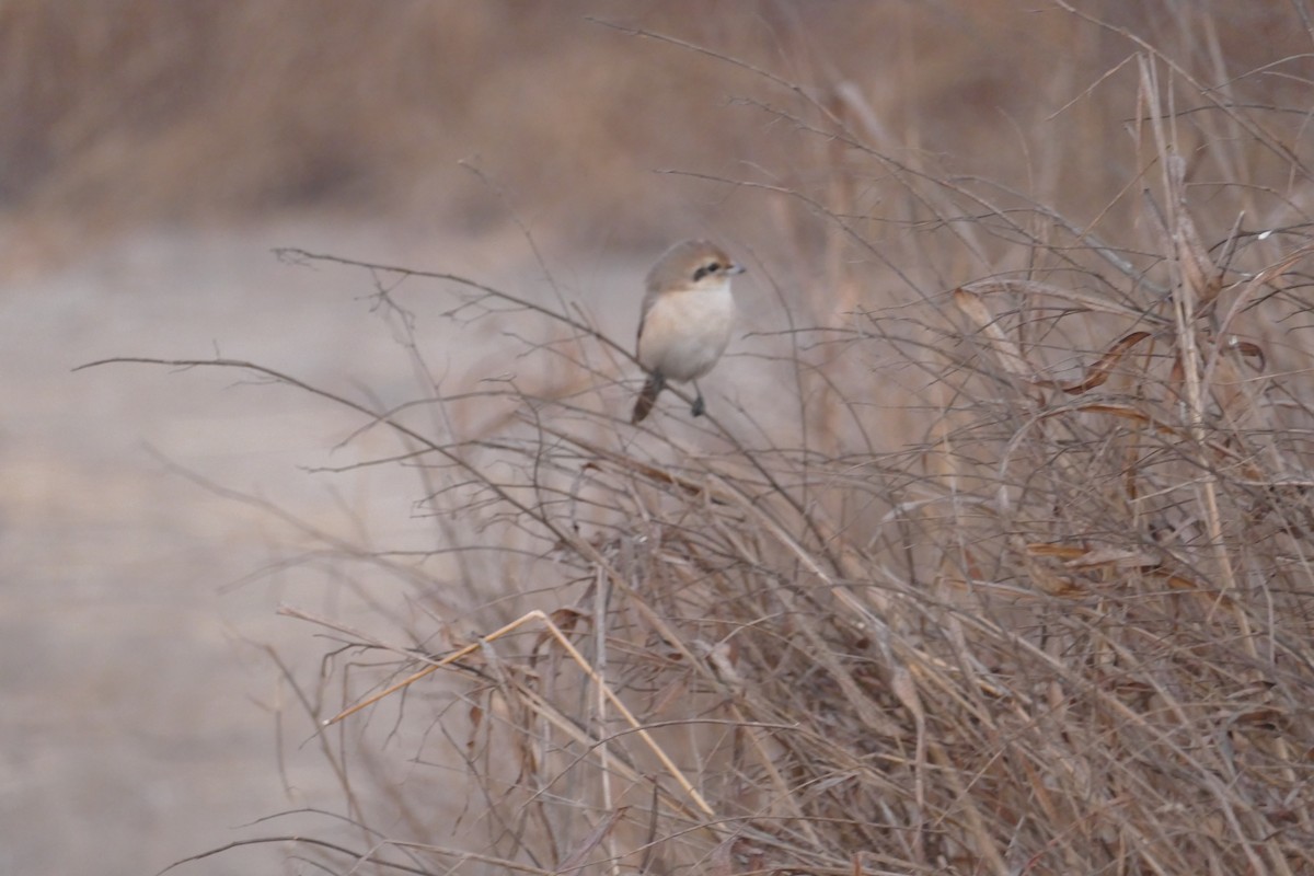 Isabellwürger - ML647339723