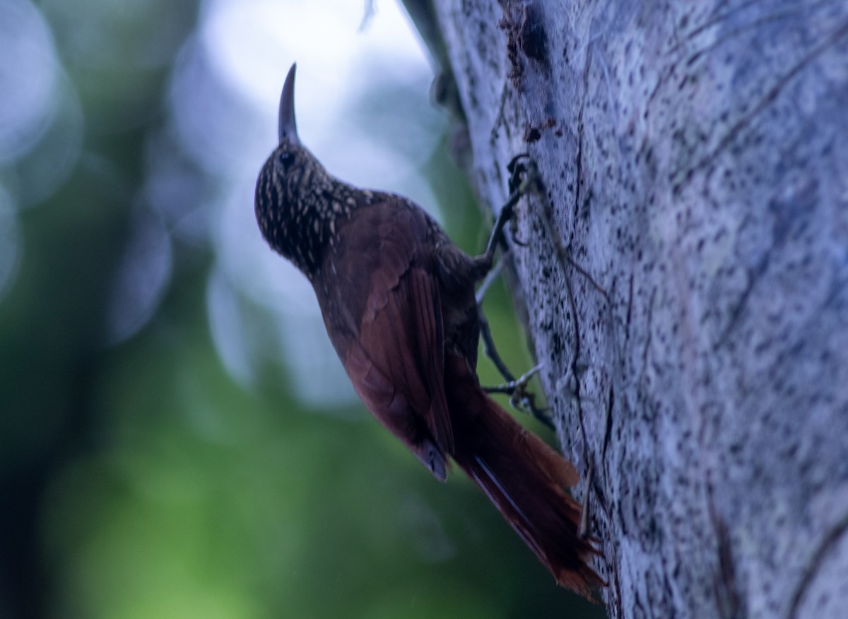 Cocoa Woodcreeper - ML647339731