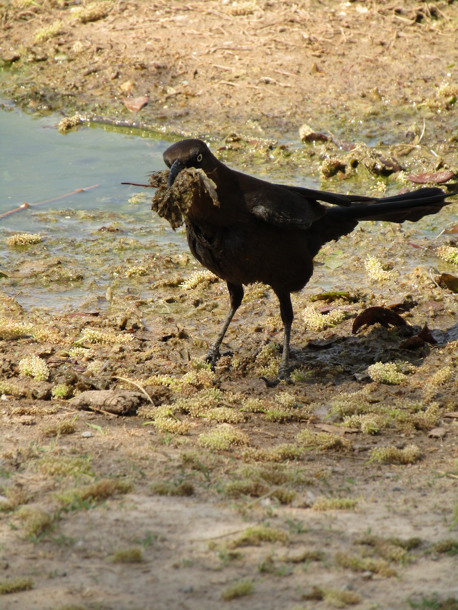 Great-tailed Grackle - ML647339736