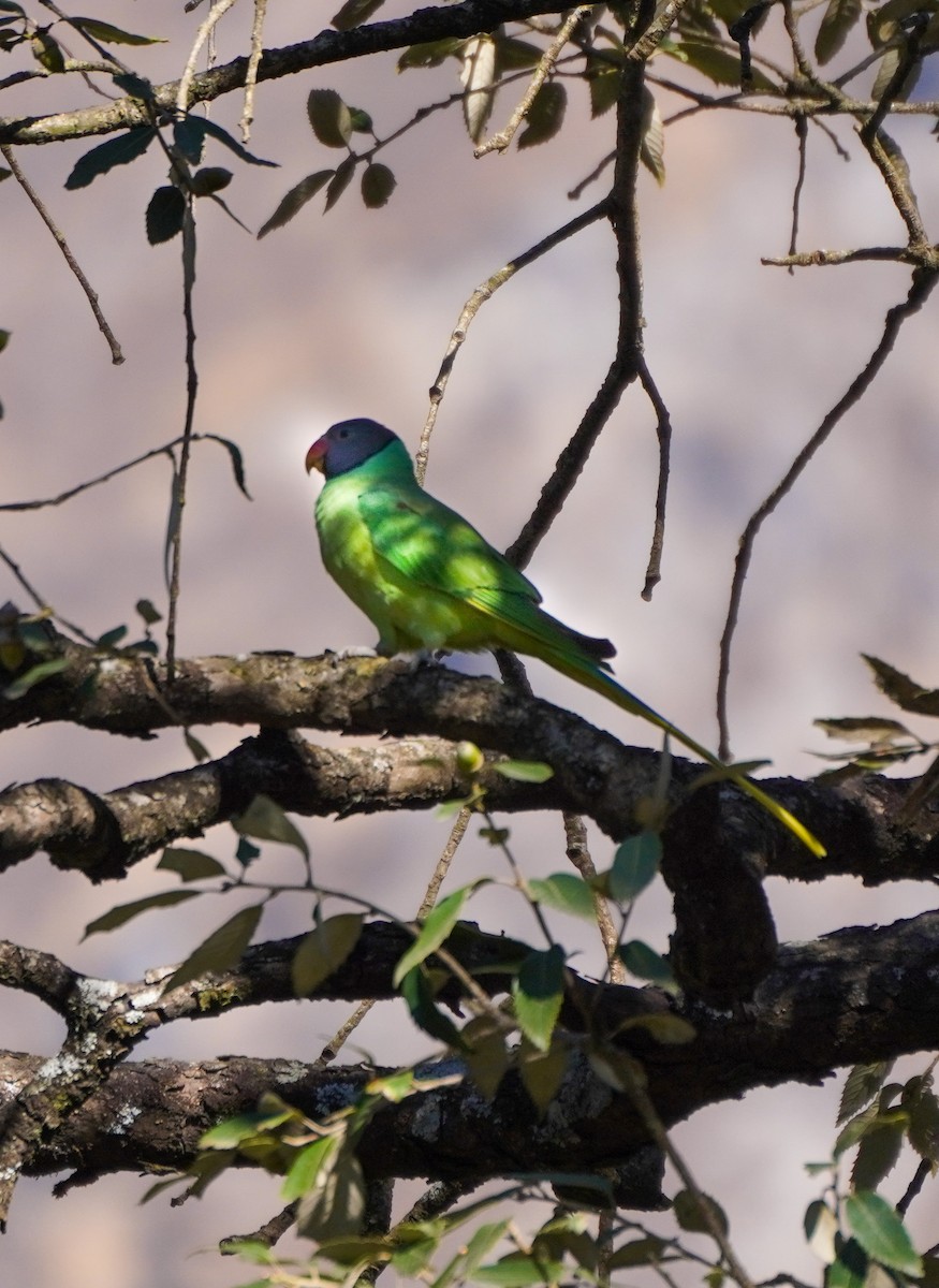 Slaty-headed Parakeet - ML647339743