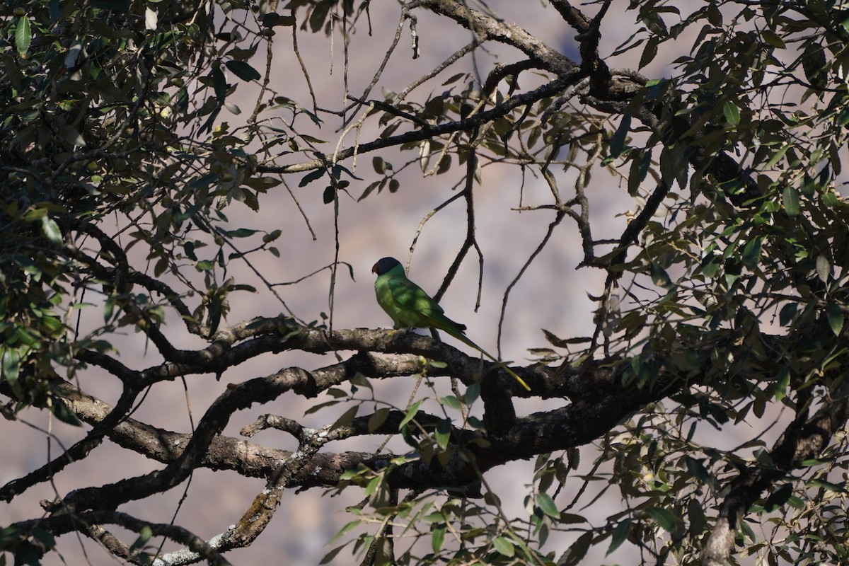 Slaty-headed Parakeet - ML647339744