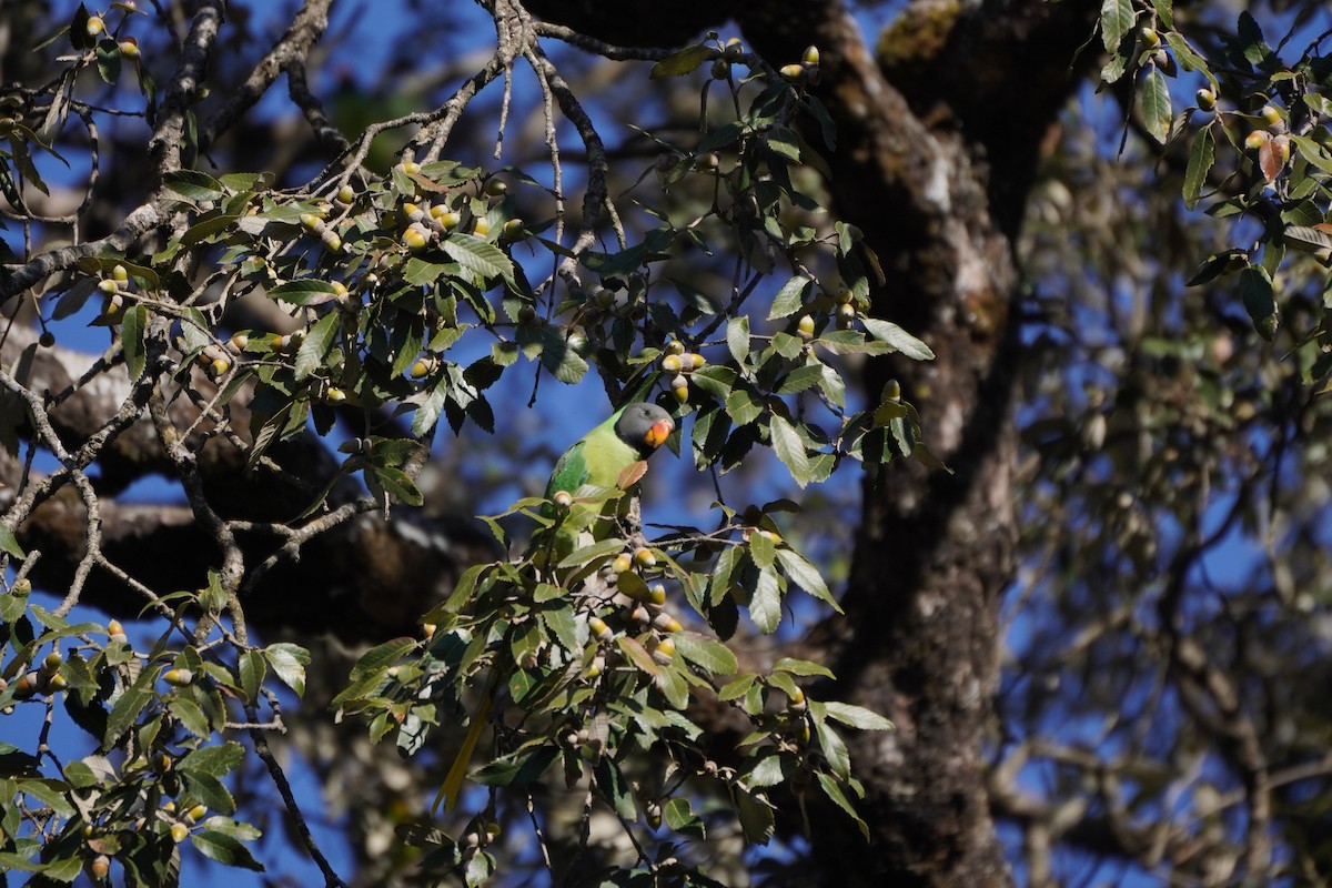 Slaty-headed Parakeet - ML647339745