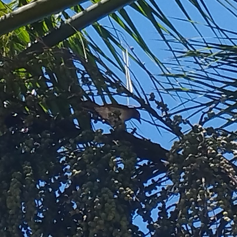 Pale-breasted Thrush - ML647339749