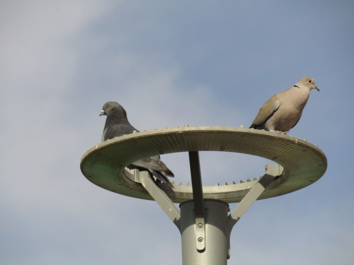 יונת בית - ML647339769