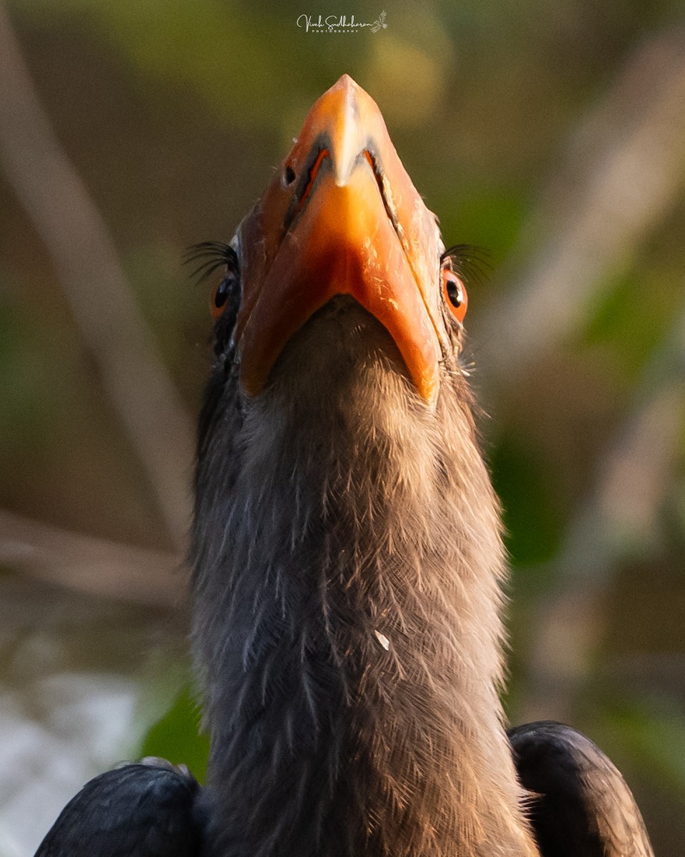 Malabar Gray Hornbill - ML647339772