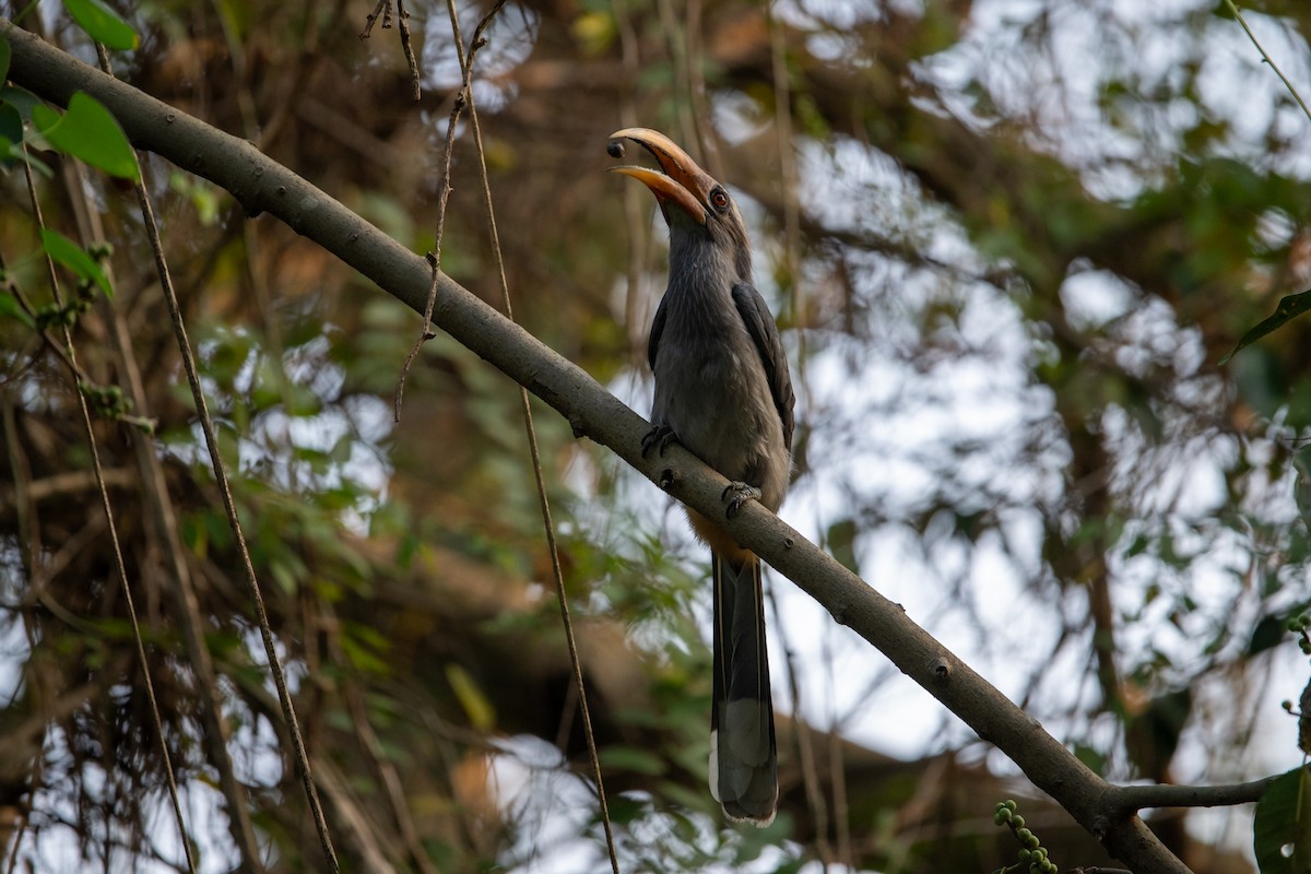 Malabar Gray Hornbill - ML647339773